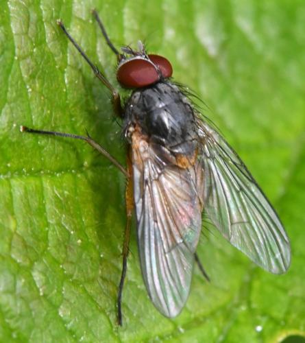 Réf. 357 064 : Phaonia subventa